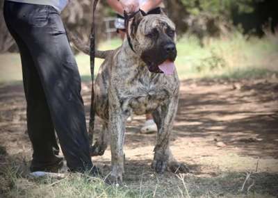 DUKE DE PRESAMANIA
