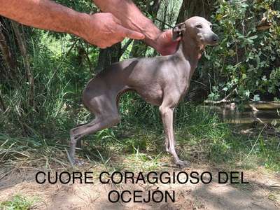 Cuore Coraggioso Del Ocejón