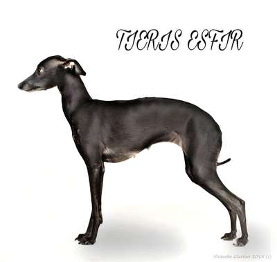 Tieris Esfir