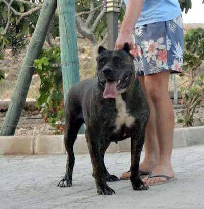 LOLA DE KING ZULU