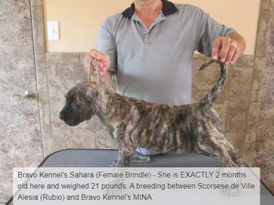 BRAVO KENNEL’S SAHARA