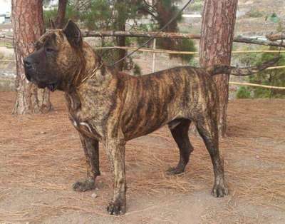 TRUENO DE BREVIERCAN