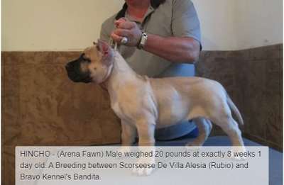 BRAVO KENNEL’S HINCHO