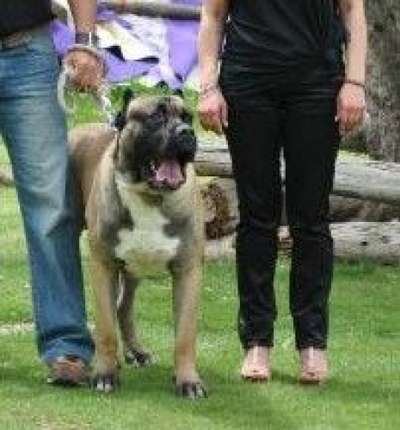 OSO DE KING ZULU