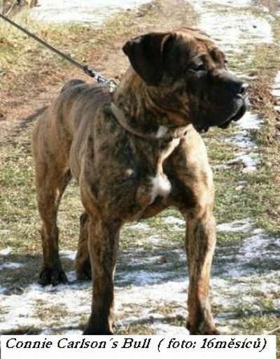 CONNIE CARLSON'S BULL