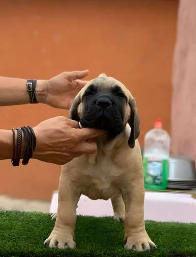 RUDY DE HORNOS DE CAL