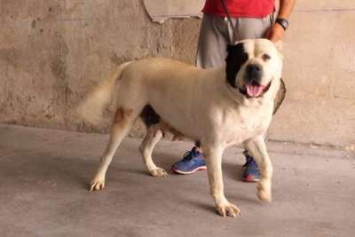 BLANCA II DE REGANADOS KENNEL