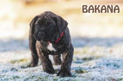 WEIHBULL'S BAKANA