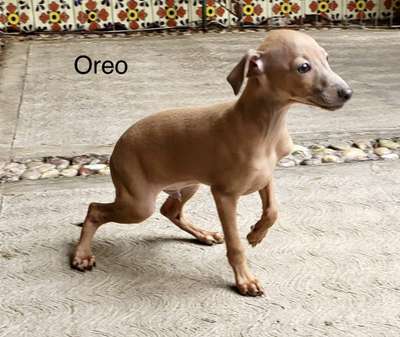 Oreo Otello (Gonzalez)