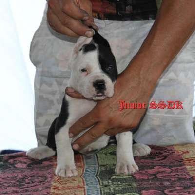 JUNIOR OF SEVEN SHARKY DINASTY KENNEL