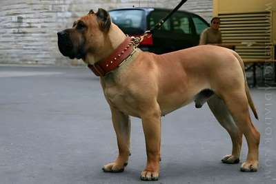 Vader de Barnacan Bull
