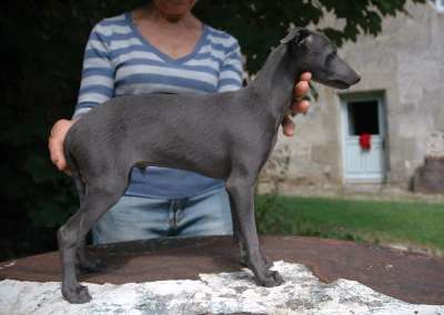 Ivanhoe Du Merle Blanc