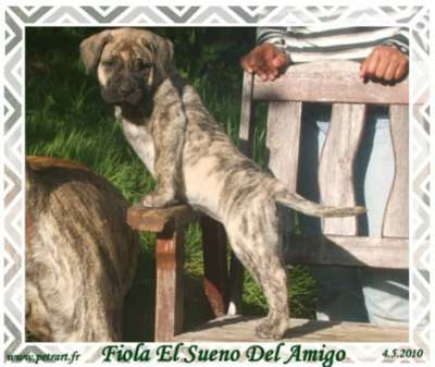 FIOLA EL SUENO DEL AMIGO