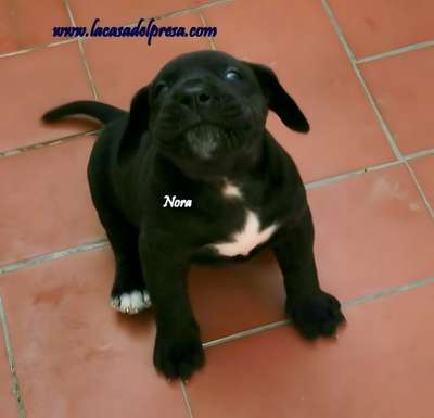 NORA I DE CASA DEL PRESA
