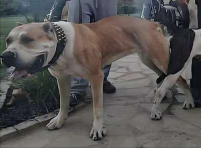 TIBURON DE REGANADOS