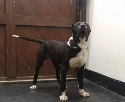 OSO DE RUCADEN
