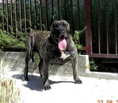CHICA DE SPALATO BULL