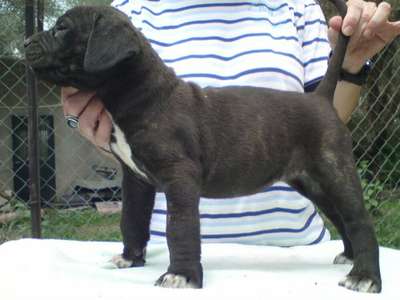BRIGITE FROM GDF