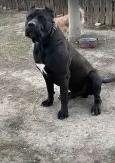 ARES DE FAMILIA BALCAN