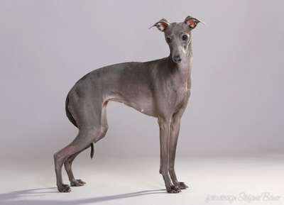A´Millie Veloce Come Il Vento