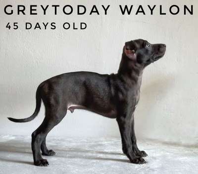 Greytoday Waylon