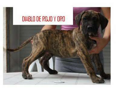 DIABLO DE ROJO Y ORO