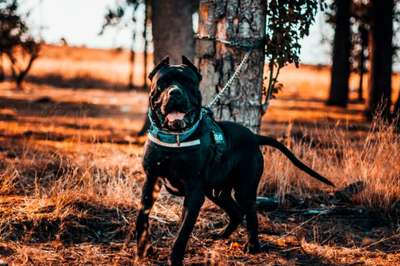 THOR DE PERRO DE PRESA BECERRIL