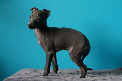Foxtrot Super Charty