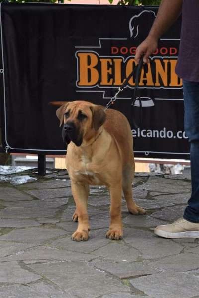 CAPRI DE GAROEBULLDOG