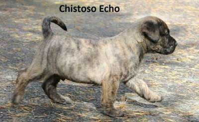 ECHO CHISTOSO