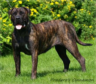 PRADERA'S CINNAMON