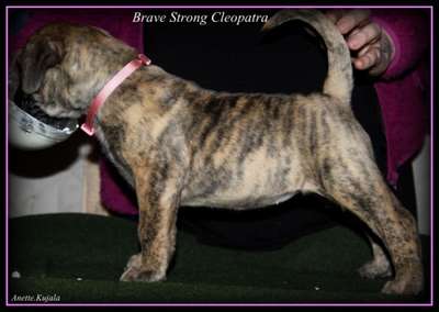BRAVE STRONG CLEOPATRA