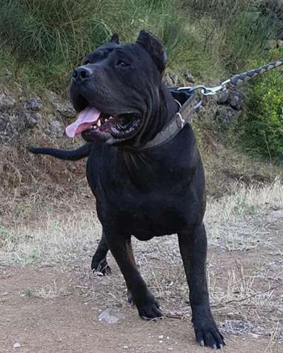 ODIN SICILIA KENNEL