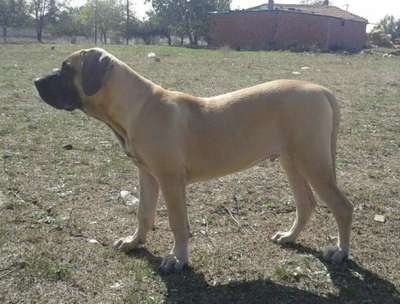 LARGO D SHOT DE SPALATO BULL