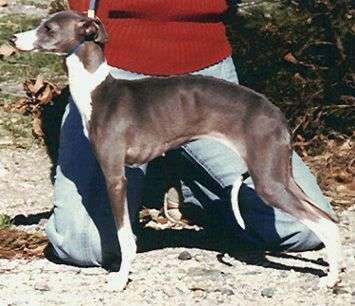 Derdego's Minette Of Dogana