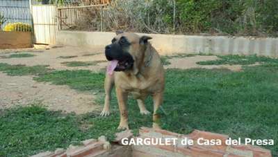 GARGULET DE CASA DEL PRESA