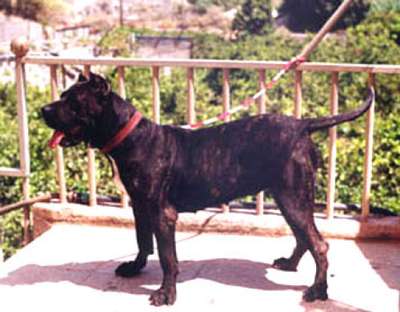 PANTERA DE LA JACHA