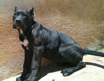 GUAJARA DE PERRO DE LA TIERRA