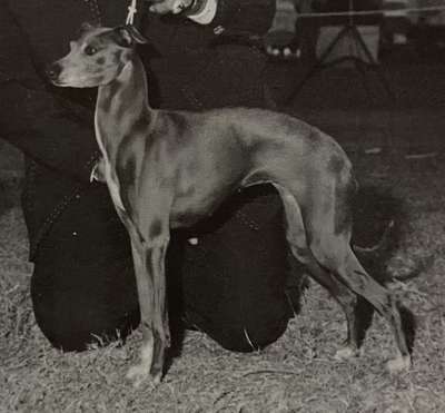 Candlewood's Blue Angel