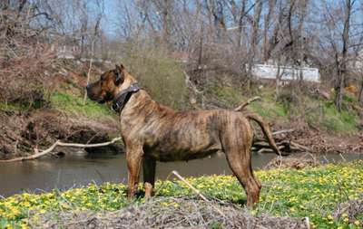 GIA TERROR GIGANTOSNOCHES