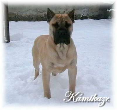 KAMIKAZE EL PRESA GRAN CANARIA