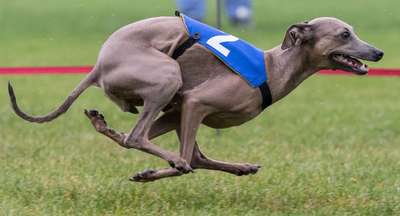 Fast And Furious For Chartbeat Gorzowska Panorama