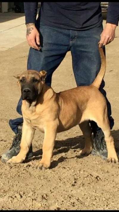 BRANDO BASTION DE BENESKA