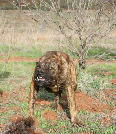 MENSEYATO DE MATANZA