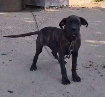 JOSE CARLOS DE KING ZULU