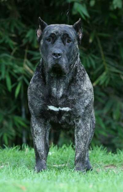 QUISI DE BARNACAN BULL