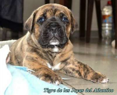 TIGRE DE LAS JOYAS DEL ATLANTICO
