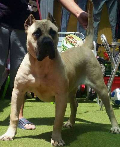 AKIRA DE TIERRA DEL PRESA