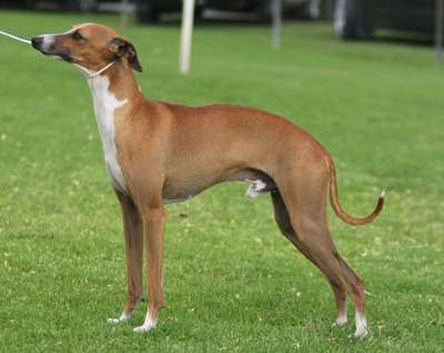 Tunamara Zamiel