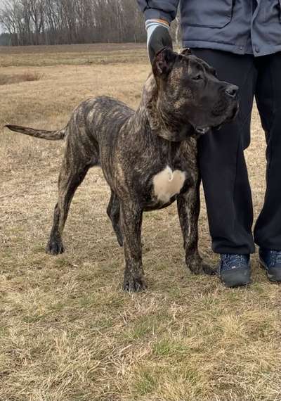 A-IGOR ATLANTIDA DE PERROS